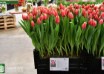 Tulipa Kelly (1)